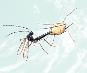 12/40. Braconid wasp / Larva