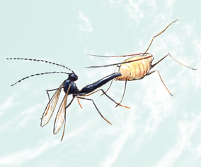 12/40. Braconid wasp / Larva