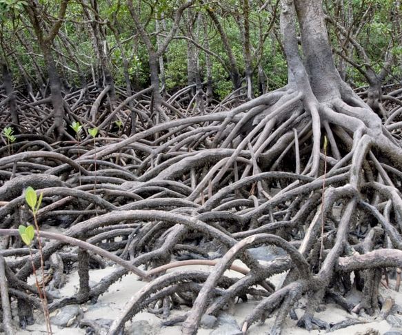australia-mangroves-plant-wallpaper-preview