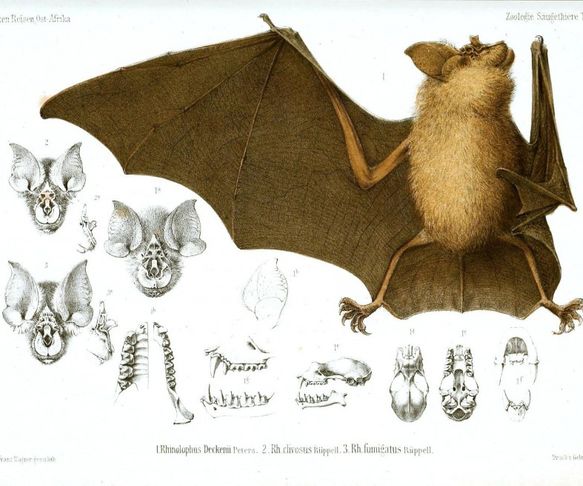 bat Animal-Bat-Bat-anatomy-1-1024x656