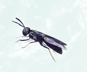 29. Black soldier fly