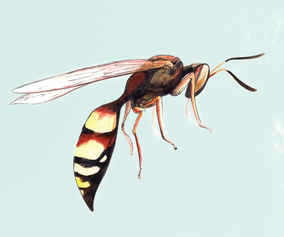33. Cicada killer wasp