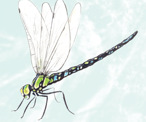 38. Dragonfly
