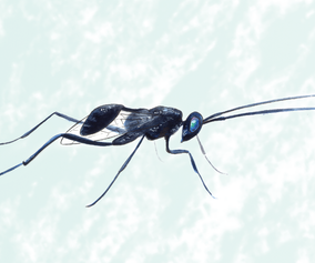 27. Ensign wasp