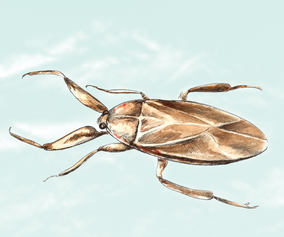 24. Giant water bug