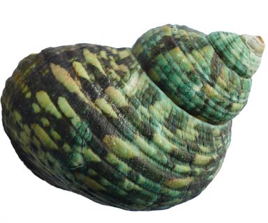 green-sea-shell