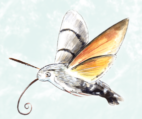 21. Hawk moth