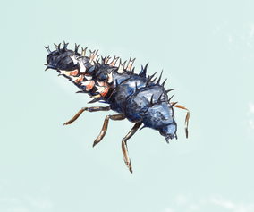 15. Ladybug larva