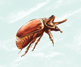17. Ox beetle